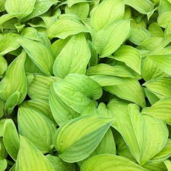 Hosta 'Guacamole'