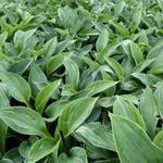 Hosta 'Hanky Panky'