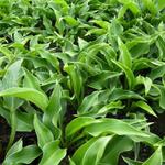 Hosta 'Harry van Trier' - Hosta 'Harry van Trier' - Hosta 'Harry van Trier'