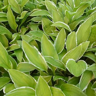 Hosta 'Herifu' - 