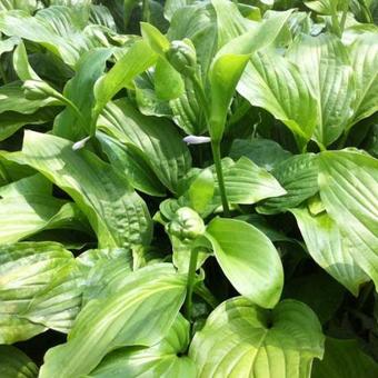 Hosta 'Honeybells'