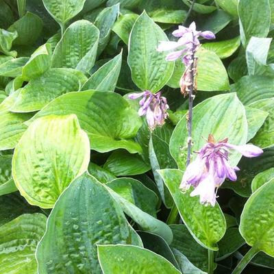 Hosta 'Joker' - Hosta 'Joker'