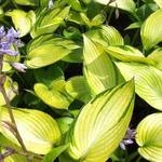 Hosta 'June Fever' - 