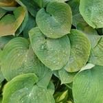 Hosta 'Jurassic Park' - Hosta 'Jurassic Park'