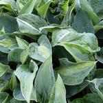 Hosta 'Kiwi Full Monty'