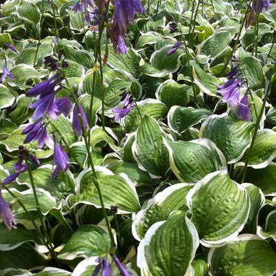 Hosta 'Koriyama' - 