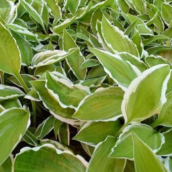 Hosta 'Krossa Cream Edge'