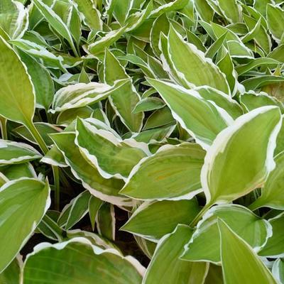 Hosta 'Krossa Cream Edge' - 