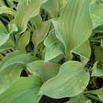 Hosta 'Krossa Regal' - 