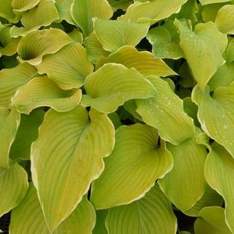 Hosta 'Lakeside Cha Cha'