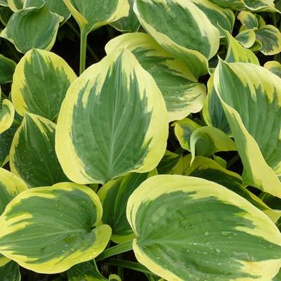 Hosta 'Liberty' - Hosta 'Liberty'