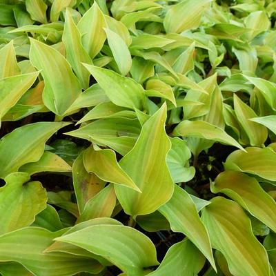 Hosta 'Little Red Rooster' - 