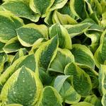 Hosta 'Mama Mia' - 