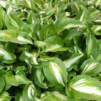 Hosta 'Middle Ridge'