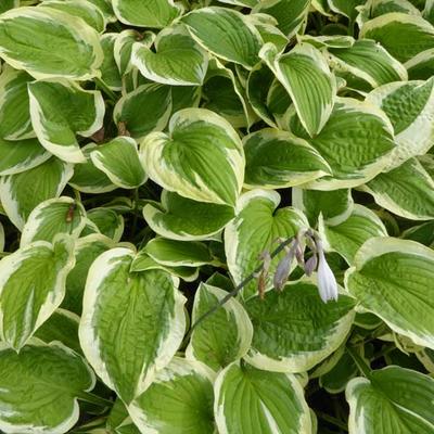 Hosta 'Mildred Seaver' - Hosta 'Mildred Seaver'