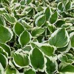 Hosta 'Minuteman' - 