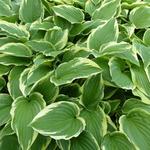 Hosta fortunei 'Moerheim'