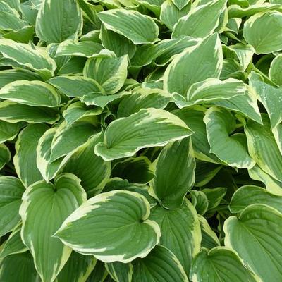 Hosta fortunei 'Moerheim' - Hosta fortunei 'Moerheim'