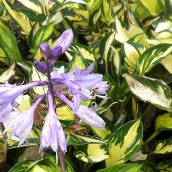 Hosta 'Morning Light'