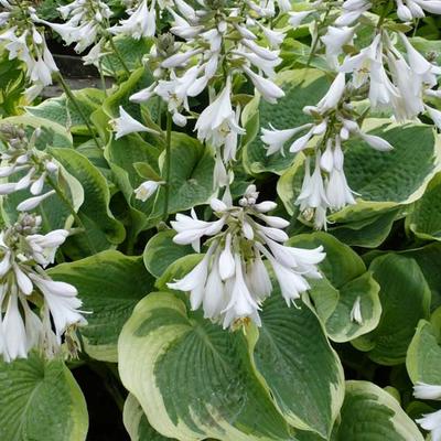 Hosta 'Northern Exposure' - Hosta 'Northern Exposure'