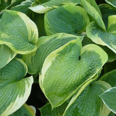 Hosta 'Olive Bailey Langdon' - Hosta 'Olive Bailey Langdon'