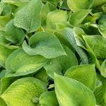 Hosta 'Paradigm' - 