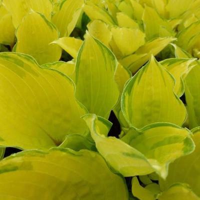 Hosta 'Paradise Island' - 