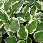 Hosta 'Patriot' - 