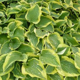 Hosta 'Pilgrim'