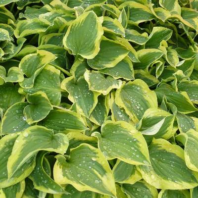 Hosta 'Pilgrim' - 