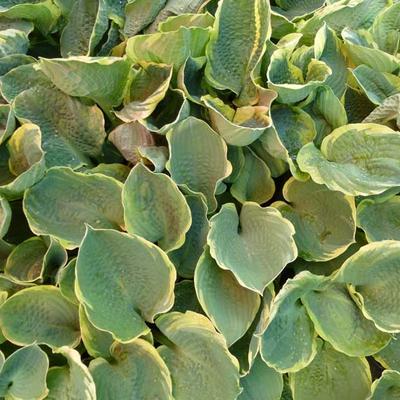 Hosta 'Pizzazz' - 