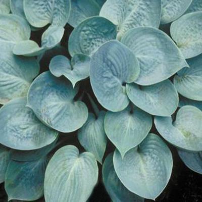 Hosta 'Prairie Sky' - 