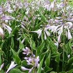 Hosta 'Praying Hands' - 