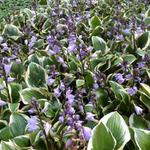 Hosta 'Queen Josephine' - 