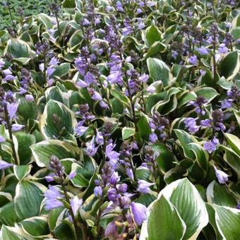 Hosta 'Queen Josephine'