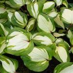 Hosta 'Raspberry Sundae' - Hosta 'Raspberry Sundae'