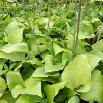 Hosta 'Red Cadet'