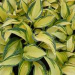 Hosta 'Remember Me' - 