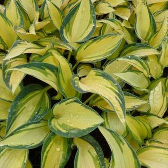 Hosta 'Remember Me'