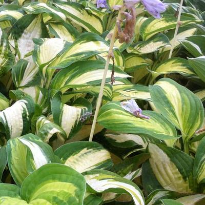 Hosta 'Reversed' - 