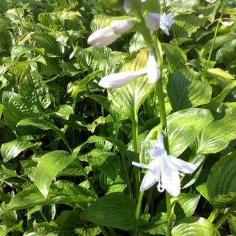 Hosta 'Royal Standard'