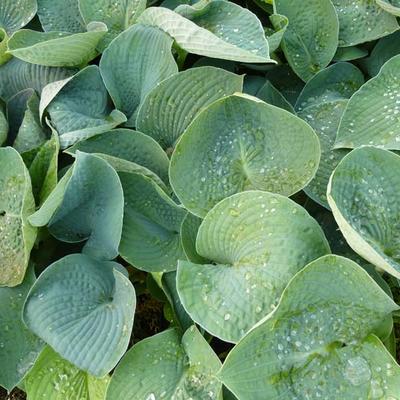 Hosta 'Ryan's Big One' - Hosta 'Ryan's Big One'