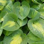 Hosta' St. Paul' - 