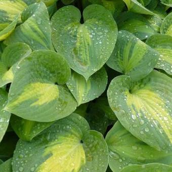 Hosta' St. Paul'