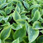 Hosta 'Sara's Sensation' - 