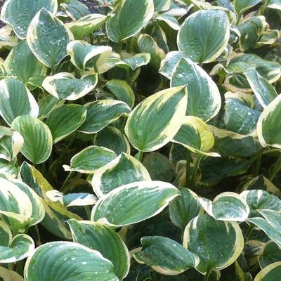 Hosta 'Shade Fanfare' - 