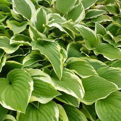 Hosta 'Silver Crown' - 