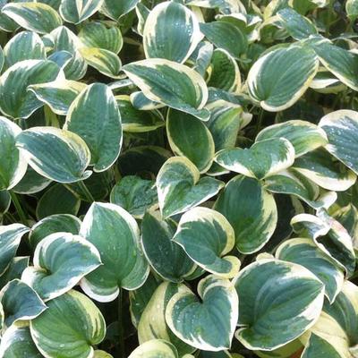 Hosta 'Snow Cap' - 