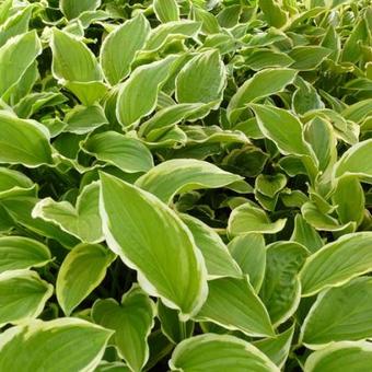 Hosta 'So Sweet'