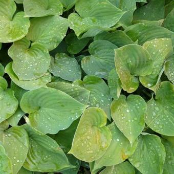 Hosta 'Special Gift'